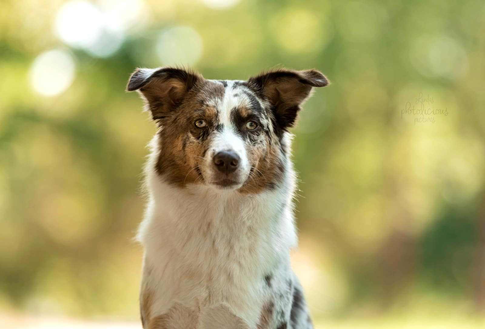 Zazou – red merle Australian Shepherd
